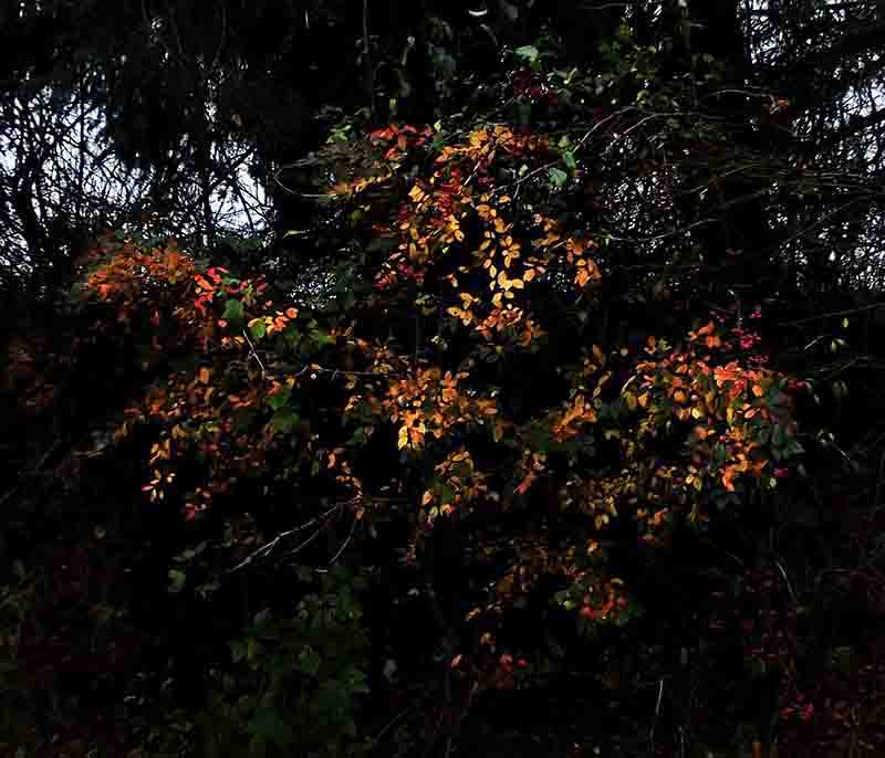 A bush adorned with vibrant orange and yellow flowers, set against a dark background, creating a striking visual contrast.